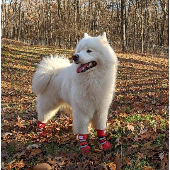 URBEST Dog Shoes, Waterproof Dog Boots, Warm Lining Nonslip Rubber Sole, Size XS - Picture 5 of 8